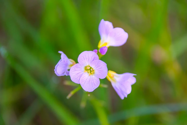 a couple of purple flowers sitting on top of a lush green field, a macro photograph, by Joseph Severn, unsplash, flax, light purple, young female, multi - coloured