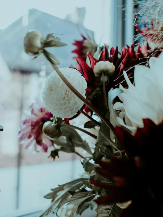 a vase filled with flowers next to a window, trending on unsplash, maroon and white, flannel flower, detailed close up shot, low quality photo