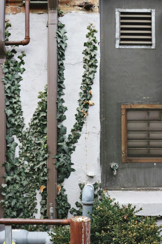 a fire hydrant sitting on the side of a building, inspired by Elsa Bleda, trending on unsplash, environmental art, large vines, patchy cactus, ignant, in a narrow chinese alley