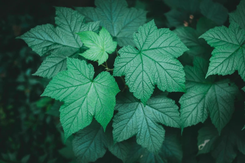 a close up of a plant with green leaves, sycamore, unsplash photography, multiple stories, thumbnail