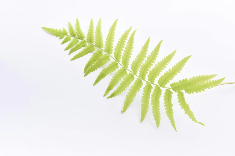 a fern leaf on a white background, by Alison Watt, unsplash, shot on sony a 7 iii, computer generated, miniature product photo, shot on sony a 7