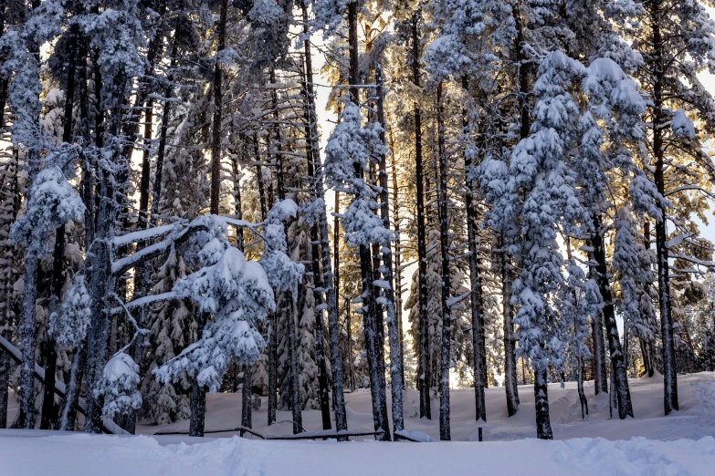 a forest filled with lots of snow covered trees, a photo, profile image, golden hour photo, new mexico, instagram photo