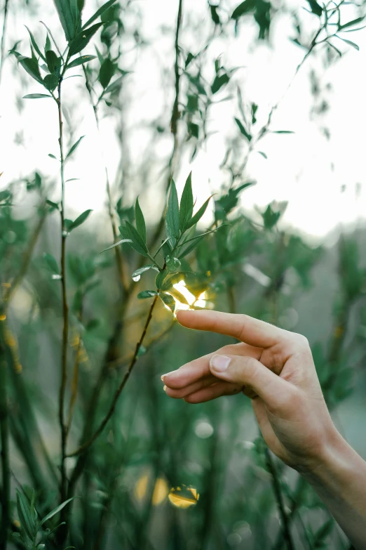 a person holding a firefly in their hand, trending on pexels, olive trees, soft morning light, sustainable materials, willow plant