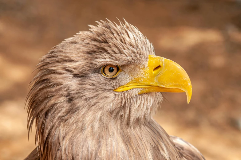 a close up of a bird of prey, pexels contest winner, photorealism, fluffy mane, yellow beak, aged 2 5, an afghan male type