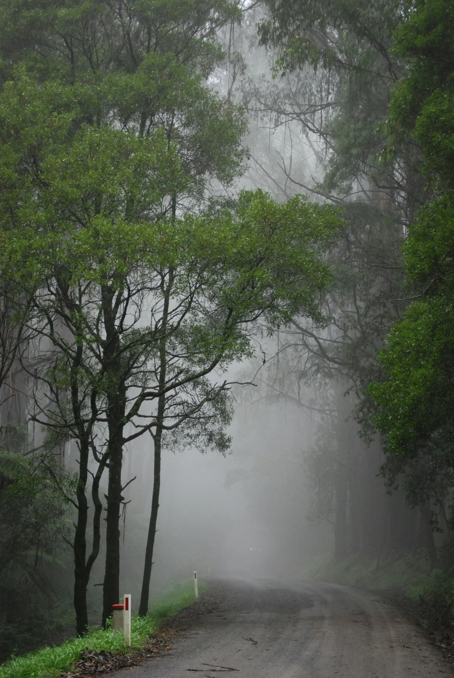 a dirt road surrounded by trees on a foggy day, a picture, by Elizabeth Durack, tamborine, forest setting, it's raining, shrouded