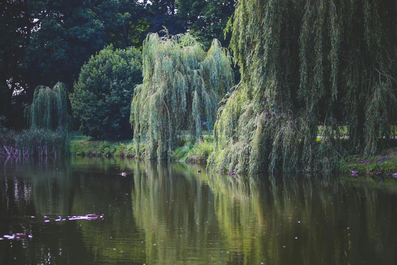 a large body of water surrounded by trees, pexels contest winner, visual art, willow plant, detmold, paul davey, nostalgic vibes