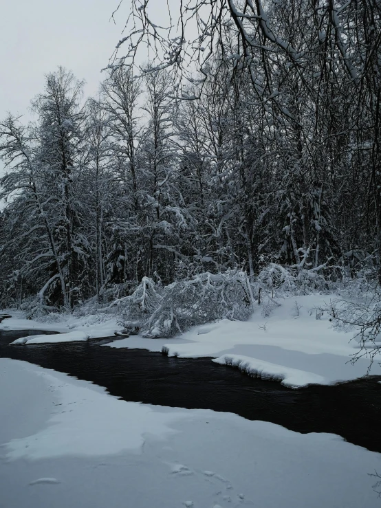 a stream running through a snow covered forest, a picture, pexels contest winner, hurufiyya, dark swamp, panorama shot, grey, low quality photo