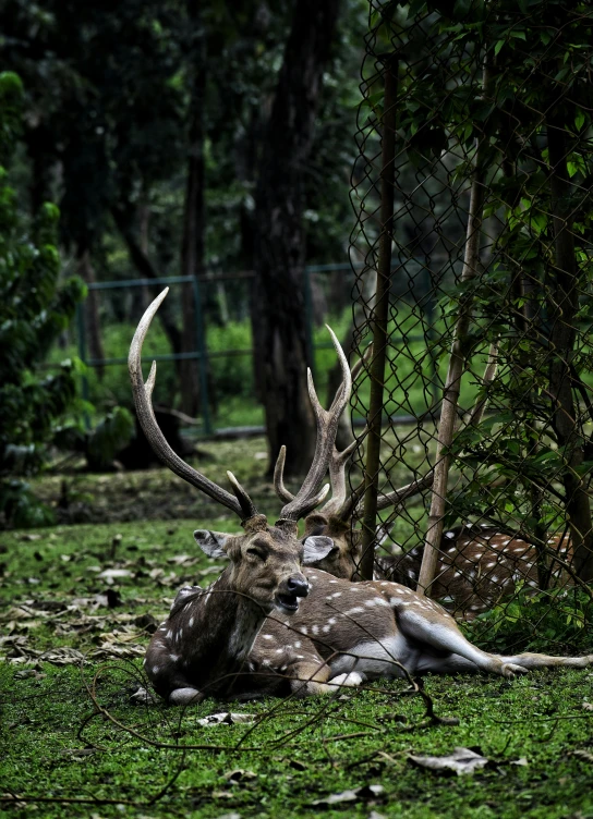 a deer that is laying down in the grass, by Sudip Roy, pexels contest winner, realism, animals mating, in jungle forest !!!, museum quality photo, embracing