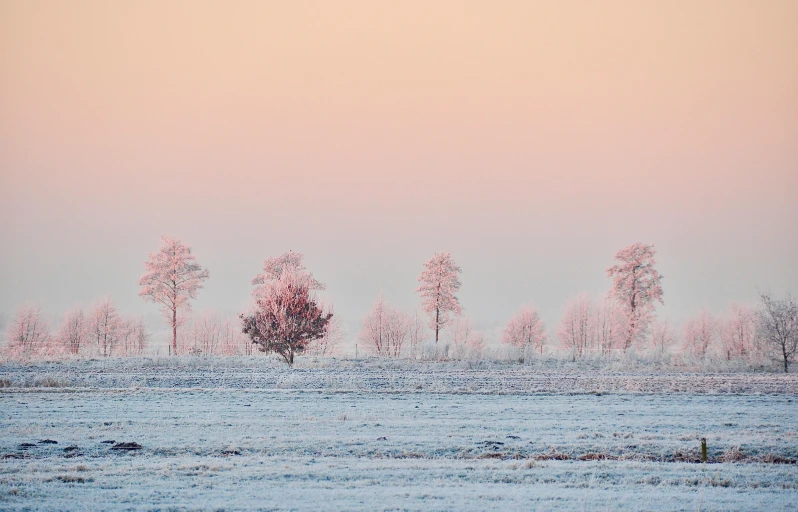 a snow covered field with trees in the distance, by Jesper Knudsen, unsplash contest winner, light pink tonalities, trees in foreground, russian landscape, some pink