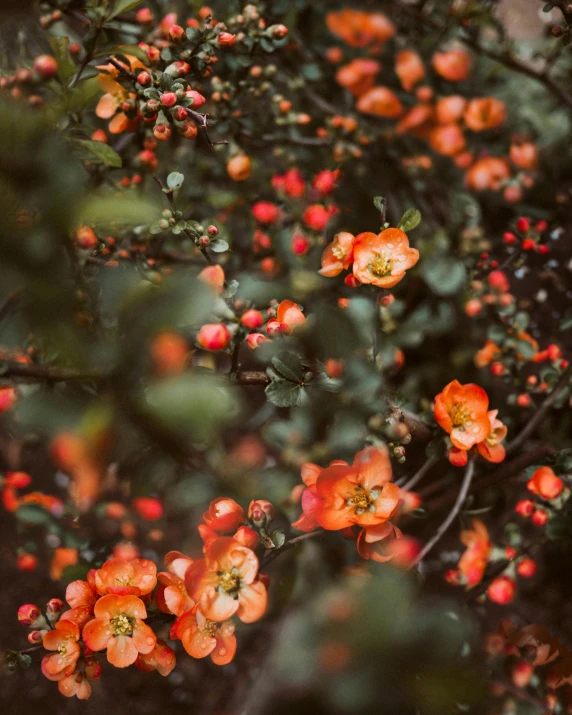 a bush filled with lots of red flowers, by Emma Andijewska, trending on unsplash, made of fruit and flowers, orange tones, nothofagus, high-quality photo