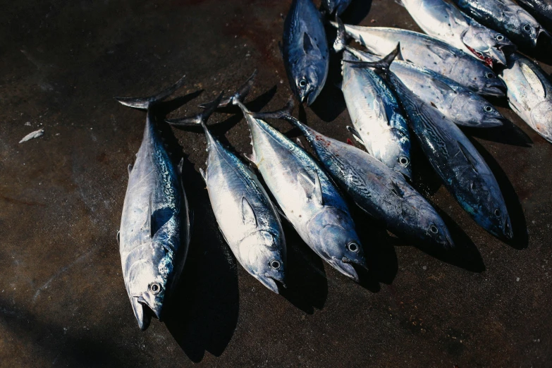 a bunch of fish sitting on top of a table, by Carey Morris, trending on pexels, hurufiyya, silver dechroic details, indigo, australian, photographed in film