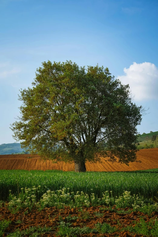 a lone tree in the middle of a field, pexels contest winner, renaissance, next to farm fields and trees, southern european scenery, no cropping, sitting under a tree