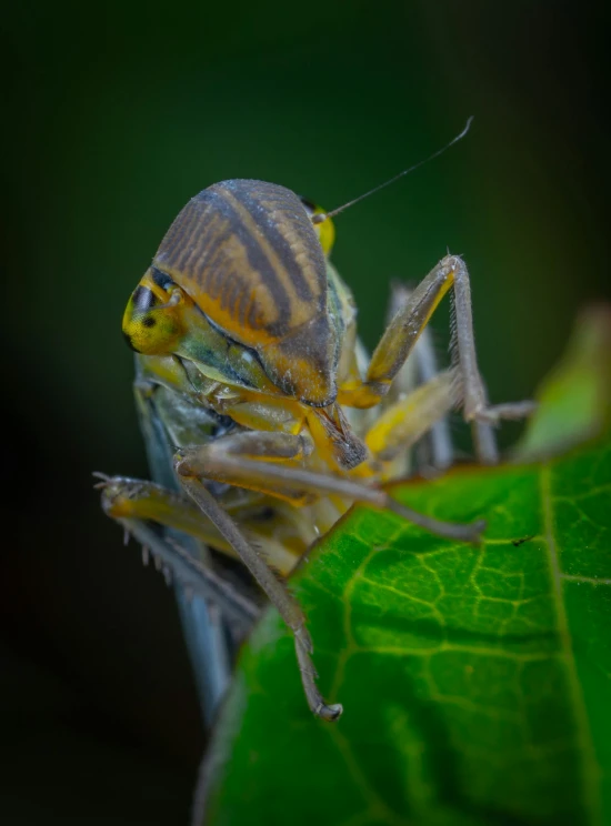 a close up of a bug on a leaf, pexels contest winner, grasshopper 3d, young male, intimidating pose, bali