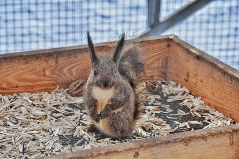 a squirrel sitting on top of a pile of wood chips, a portrait, pexels contest winner, hurufiyya, in a wooden box. top down photo, festivals, “ iron bark, a small