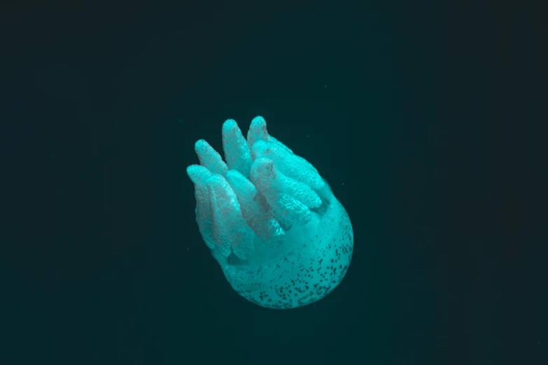 a jellyfish that is floating in the water, by Filip Hodas, unsplash, generative art, gnarled fingers, magicavoxel, with a whitish, ignant