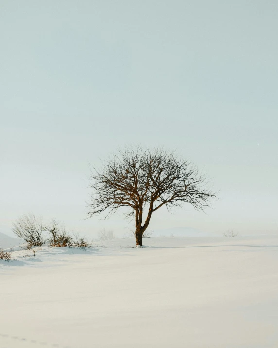 a lone tree in the middle of a snow covered field, unsplash contest winner, minimalism, pale beige sky, brown, cute photo, multiple stories