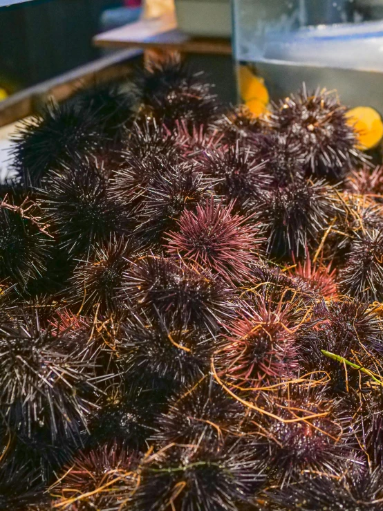 a pile of fruit sitting on top of a table, hurufiyya, green sea urchin, wearing spiky, black fir, up-close