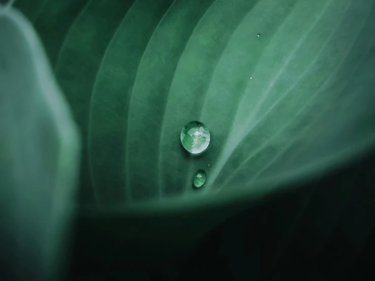 a drop of water sitting on top of a leaf, multiple stories, unsplash 4k, muted green, ignant