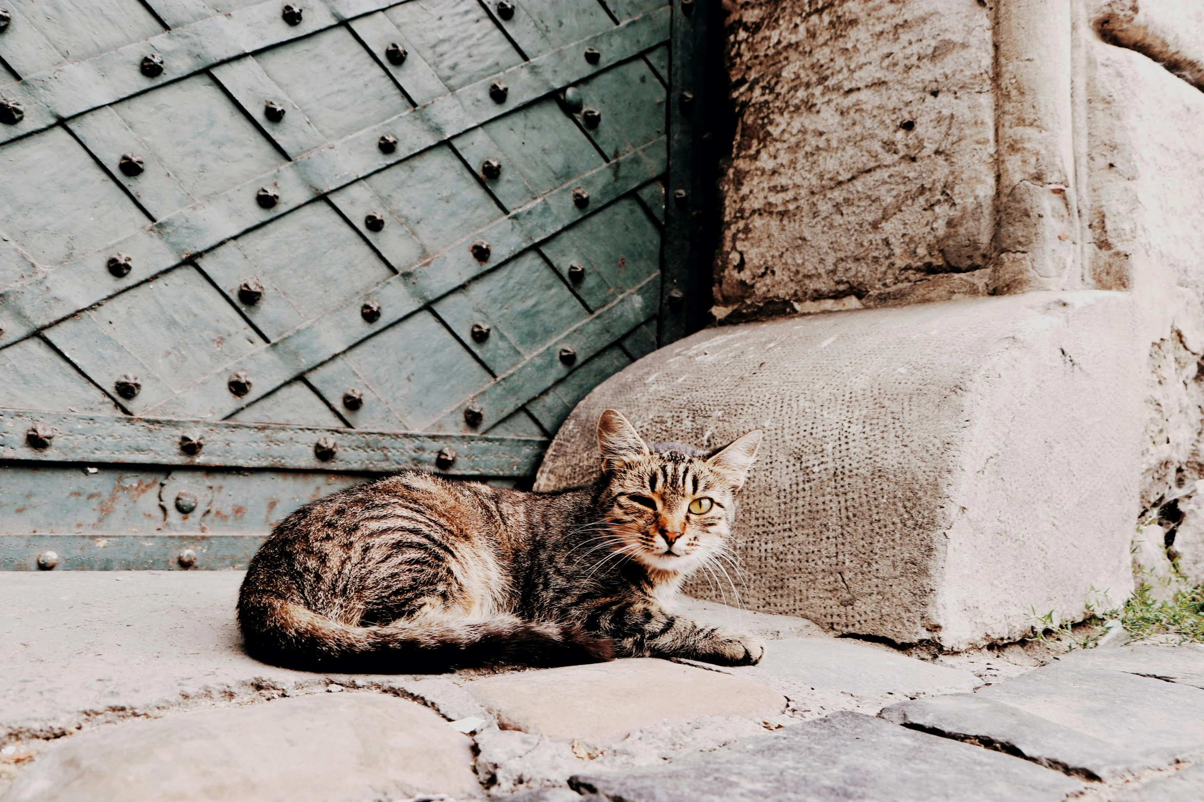 a cat that is laying down on the ground, by Julia Pishtar, trending on unsplash, renaissance, clothed in ancient street wear, leaning on door, in a square, on a canva