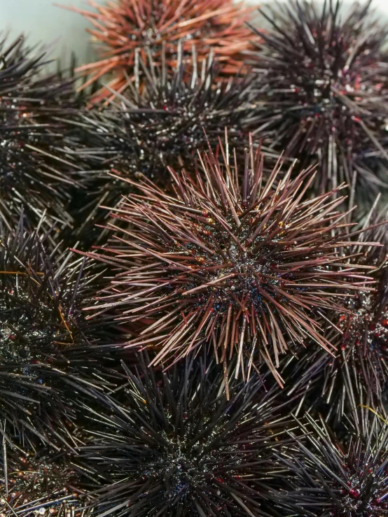a close up of a bunch of sea urchins, by Attila Meszlenyi, high quality product image”, full frame image