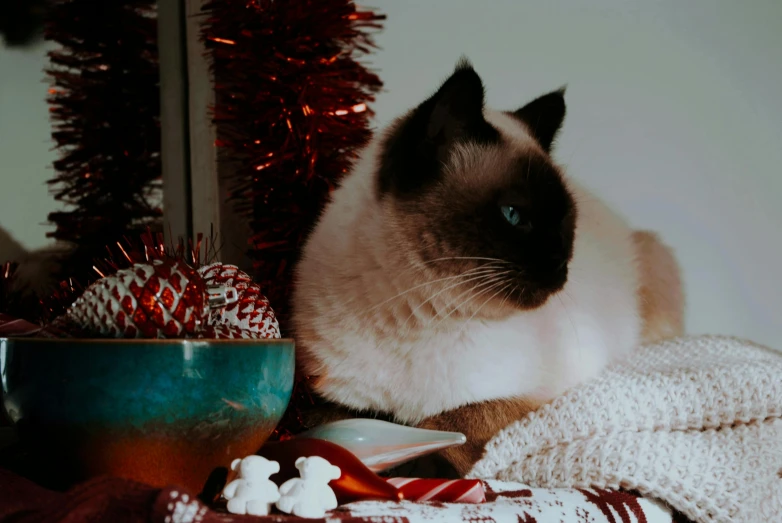 a siamese cat sitting next to a bowl of marshmallows, by Julia Pishtar, pexels contest winner, decorated ornaments, cozy warm tint, glitter gif, holiday season