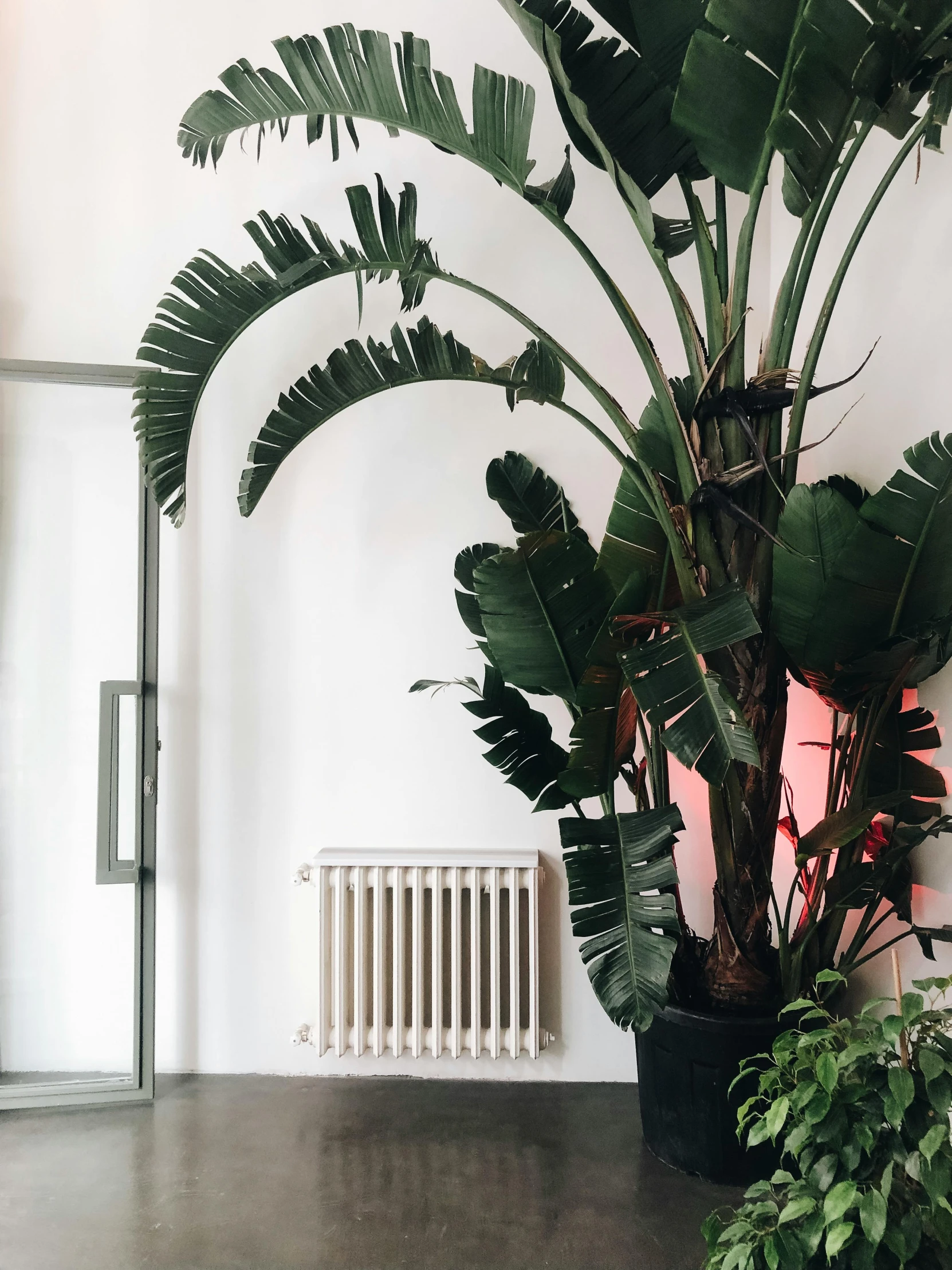 a plant in a pot next to a radiator, inspired by Elsa Bleda, giant bananas natural disaster, inspo, holding a 🛡 and an 🪓, high-quality photo