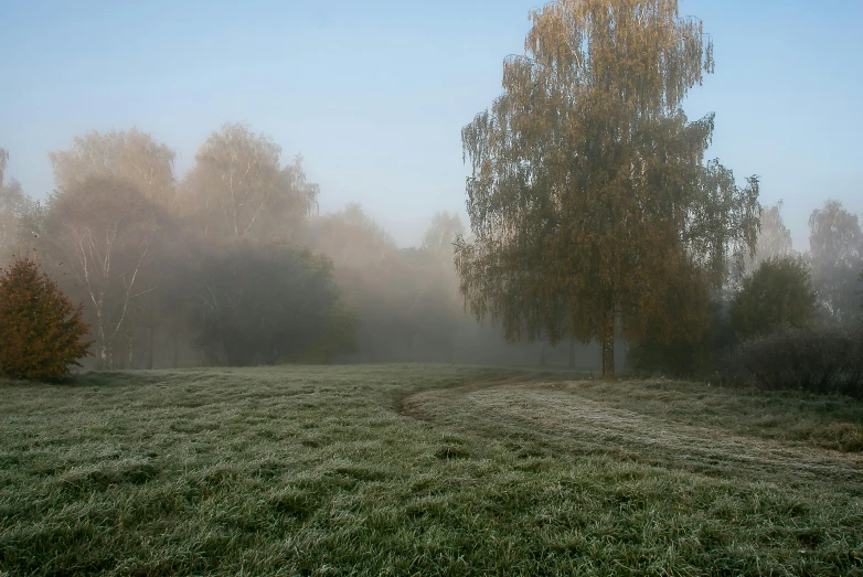 a foggy field with trees in the background, inspired by Arthur Burdett Frost, unsplash contest winner, willows, brown, light green mist, lawn