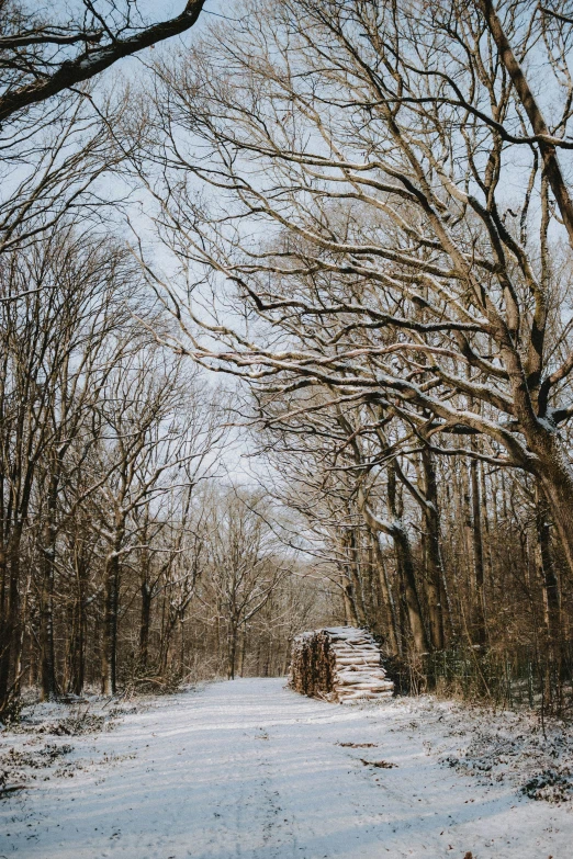 a forest filled with lots of trees covered in snow, by Daniel Seghers, unsplash contest winner, land art, a wooden, big oaks, pathway, today\'s featured photograph 4k