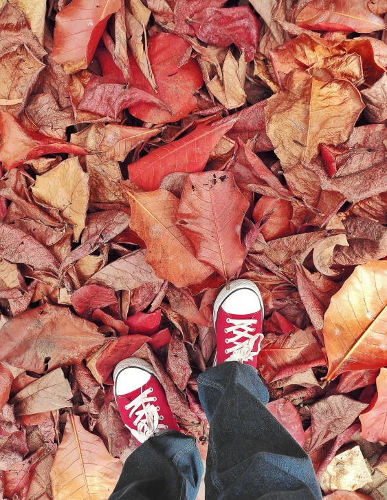 a person standing on top of a pile of leaves, pexels contest winner, wearing red converse shoes, iphone screenshot, multiple stories, tourist photo