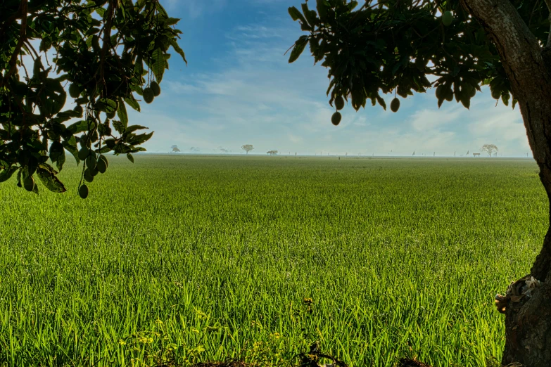 a tree sitting in the middle of a lush green field, looking onto the horizon, farms, background image, rice paddies