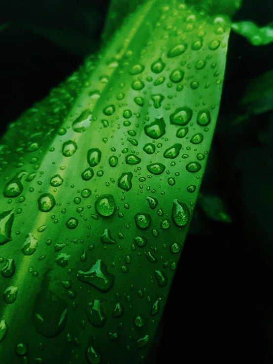 a green leaf with water droplets on it, by Alejandro Obregón, pexels contest winner, 🐿🍸🍋, 4 k hd wallpapear, 🍸🍋