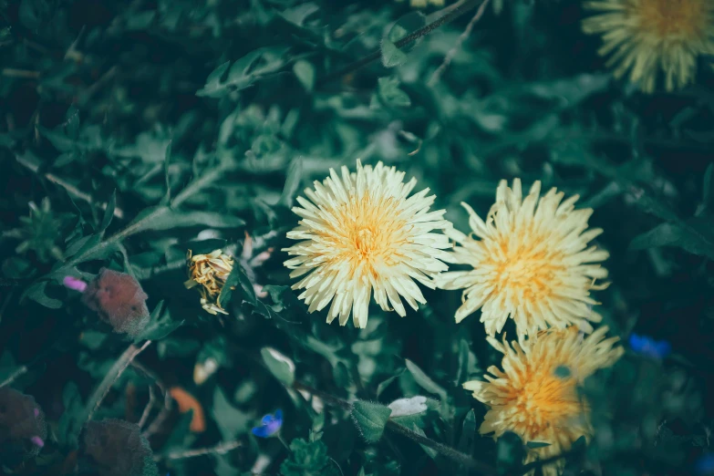 a bunch of yellow flowers sitting on top of a lush green field, inspired by Elsa Bleda, unsplash, romanticism, dandelion, vintage color photo, gardening, chrysanthemum