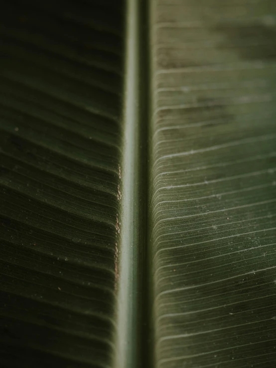 a close up of a green banana leaf, inspired by Elsa Bleda, trending on unsplash, renaissance, alessio albi, low quality photo, ilustration, in muted colours