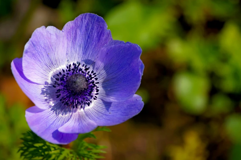 a close up of a purple flower with green leaves, by Jan Rustem, unsplash, anemones, light-blue, on a sunny day, high definition photo