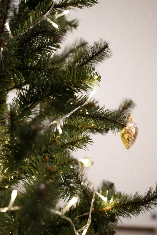 a close up of a christmas tree with lights, touches of gold leaf, single pine, overhanging branches, teaser