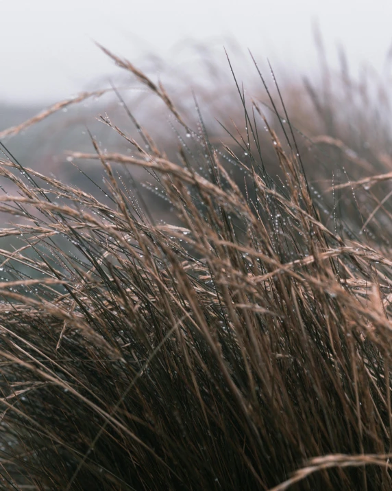 a bird sitting on top of a dry grass covered field, a macro photograph, trending on unsplash, tonalism, wet dripping hair, sea spray, brown fur, it's raining outside