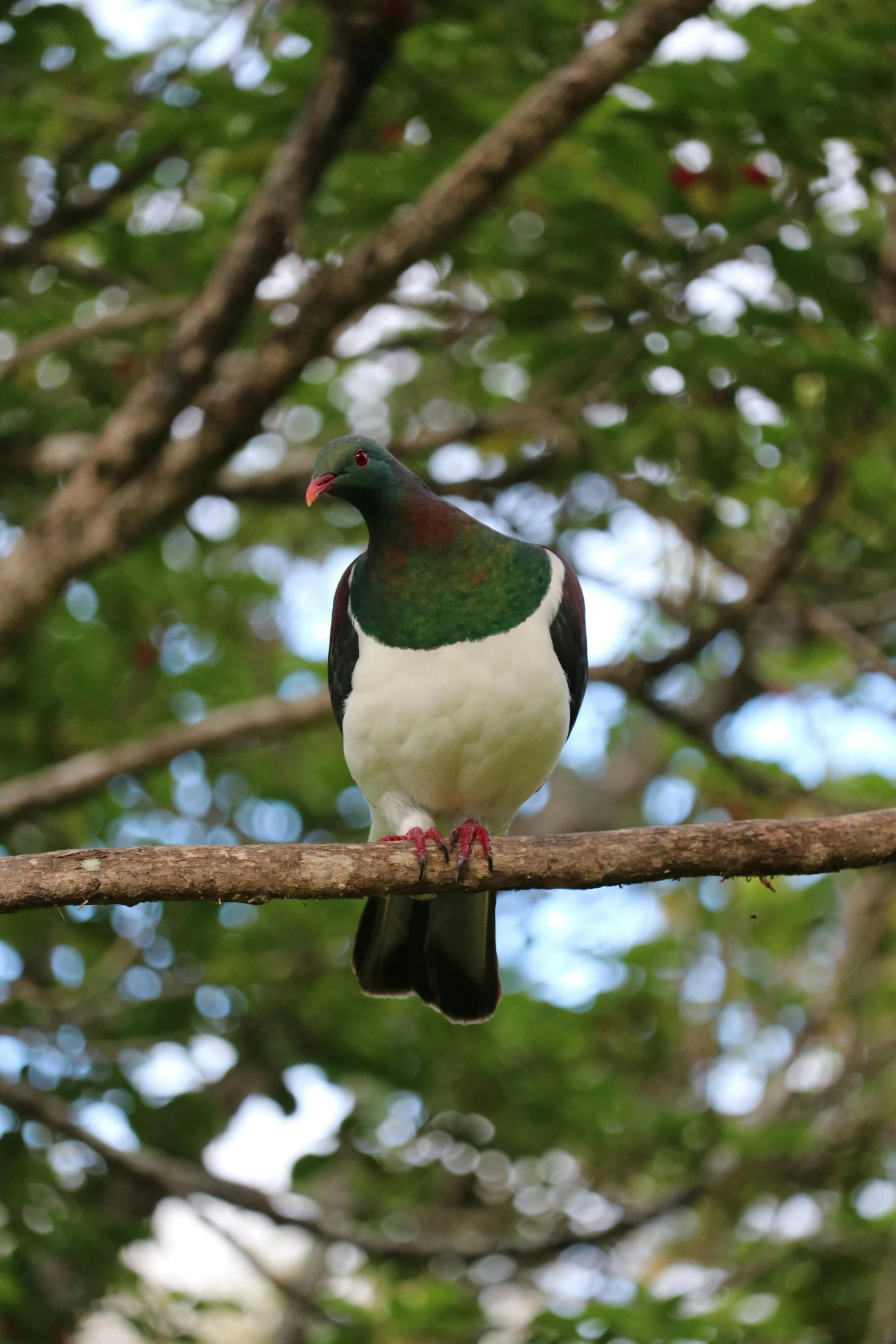 a bird sitting on top of a tree branch, te pae, lush surroundings, majestic big dove wings, up-close