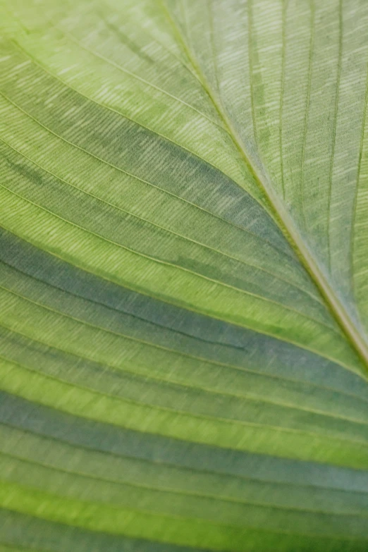 a close up of a leaf of a plant, thick linings, light green, striped, brilliantly coloured
