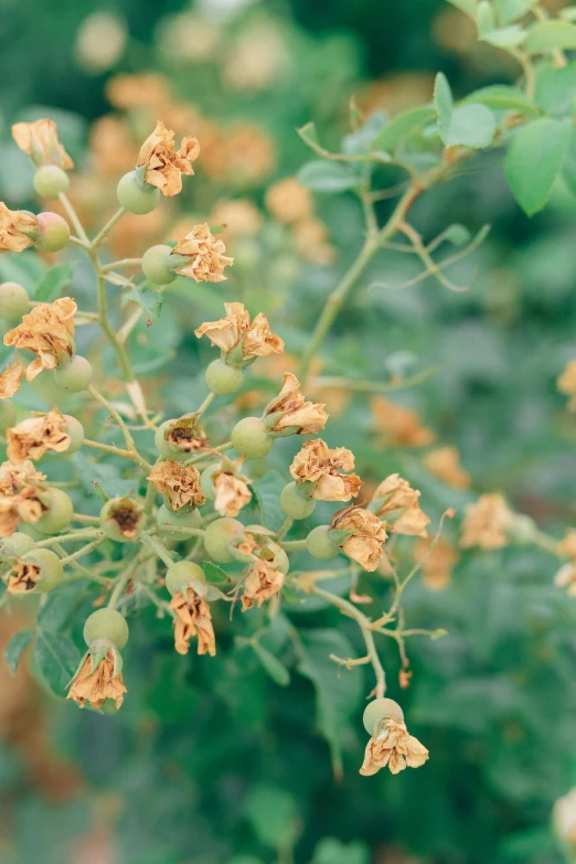 a close up of a plant with yellow flowers, wilted flowers, craxula, fujicolor sample, pods