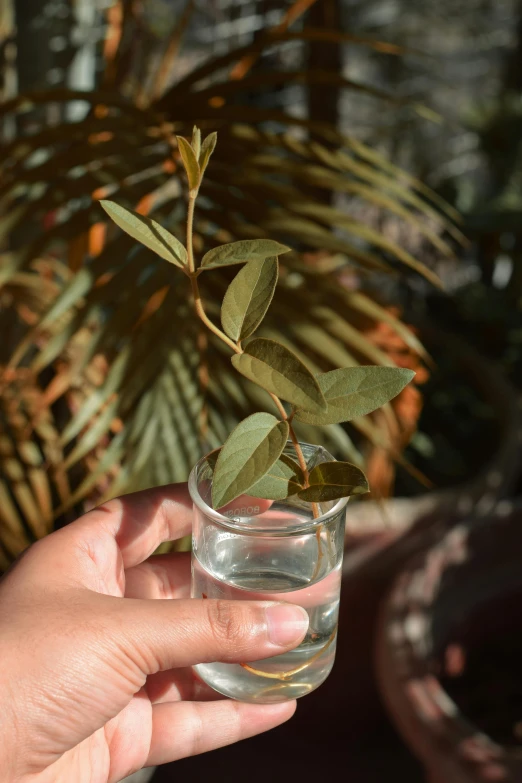 a person holding a glass with a plant in it, inspired by Ceferí Olivé, eucalyptus, zoomed out shot, hydration, uncropped