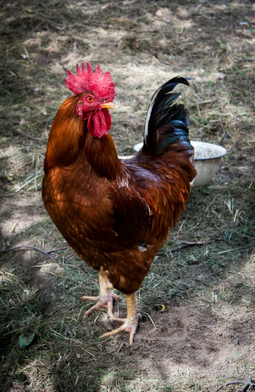 a rooster standing on top of a grass covered field, posing for a picture