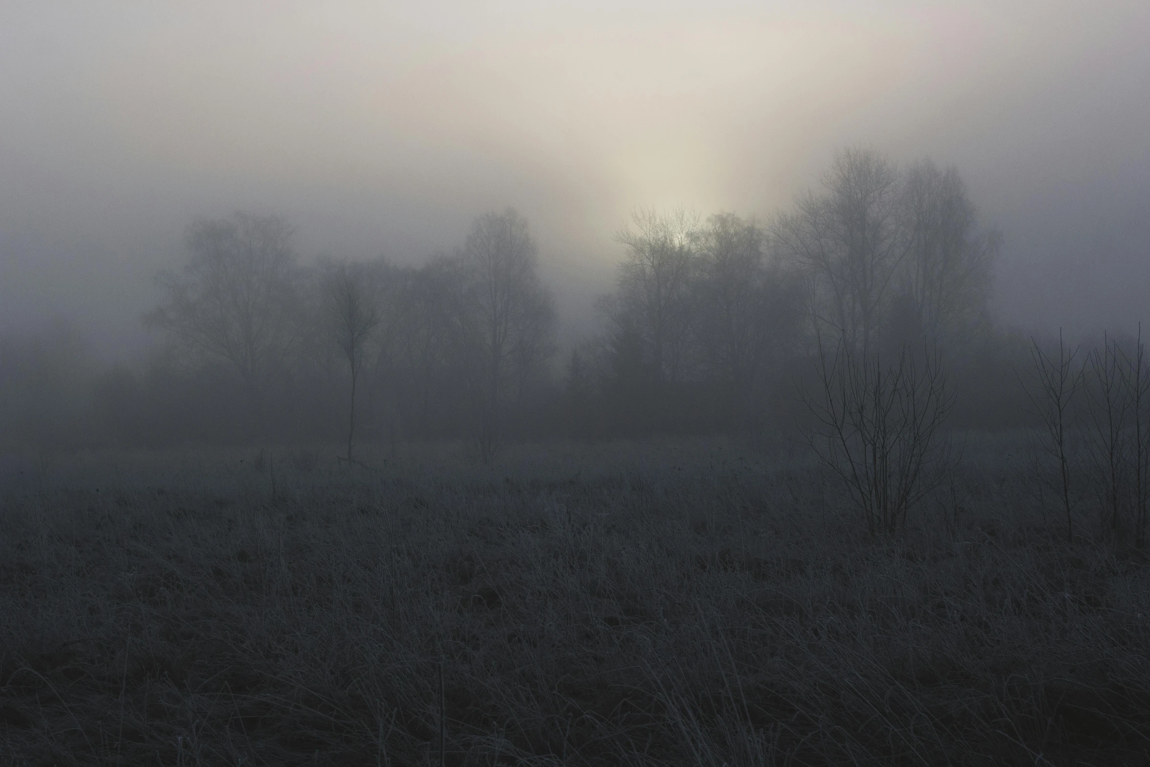 a foggy field with trees in the distance, an album cover, inspired by Elsa Bleda, pexels contest winner, tonalism, grey, early morning sunrise, dark swamp, moonlight grey