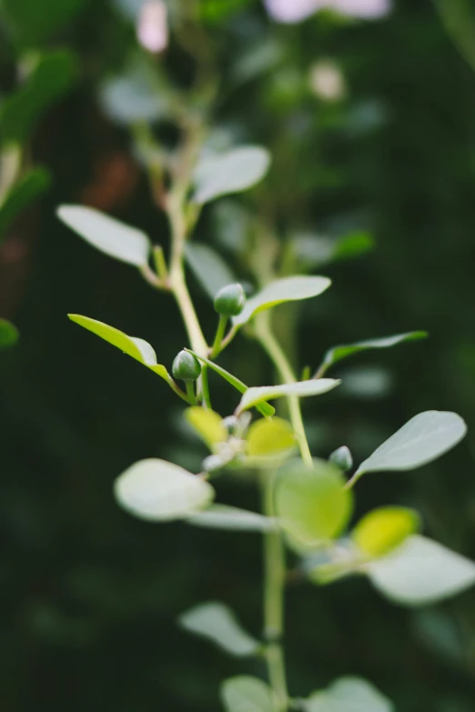 a close up of a plant with green leaves, unsplash, happening, with soft bushes, paul barson, eucalyptus, seedlings