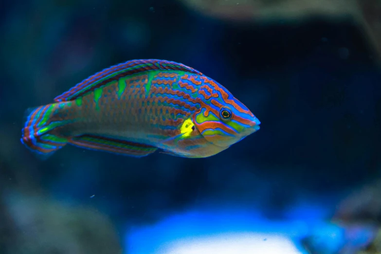 a close up of a fish in a tank, brightly coloured, with a pointed chin, vivid lines, tropical reef