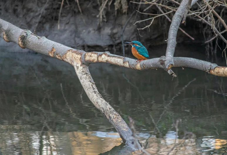 a bird that is sitting on a branch in the water, orange and teal, on a riverbank, in the evening, thomas river