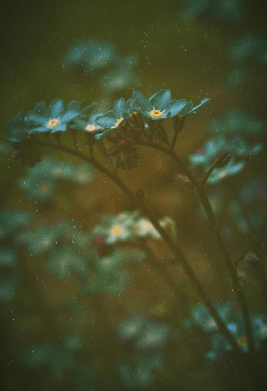 a bunch of blue flowers sitting on top of a lush green field, inspired by Elsa Bleda, romanticism, paul barson, photographed on damaged film, unsplash photo contest winner, overcast bokeh - c 8