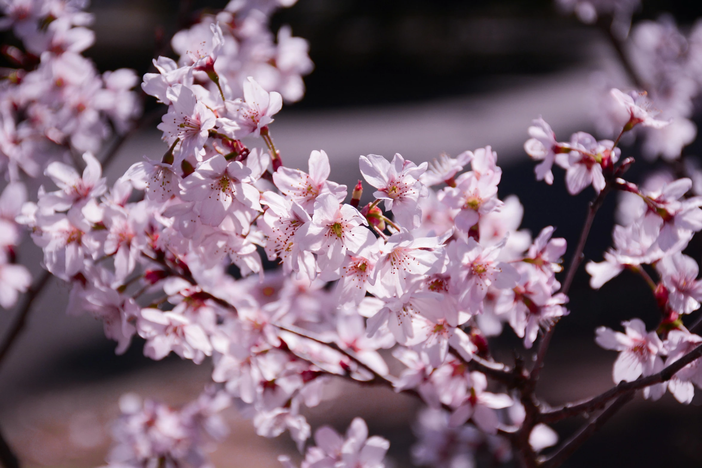 a close up of a bunch of flowers on a tree, inspired by Maruyama Ōkyo, trending on unsplash, sōsaku hanga, sakura kinomoto, medium format, 8k resolution”, “ iron bark