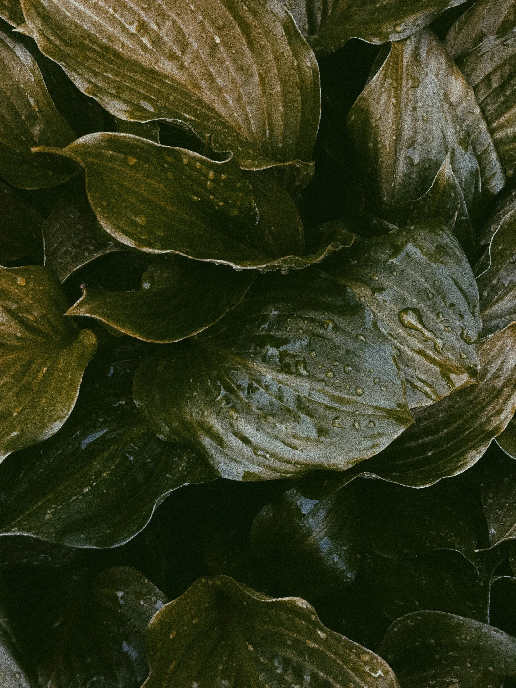 a close up of a bunch of green leaves, an album cover, inspired by Elsa Bleda, trending on unsplash, dark mushroom, wrinkled muscles skin, lilies, brown