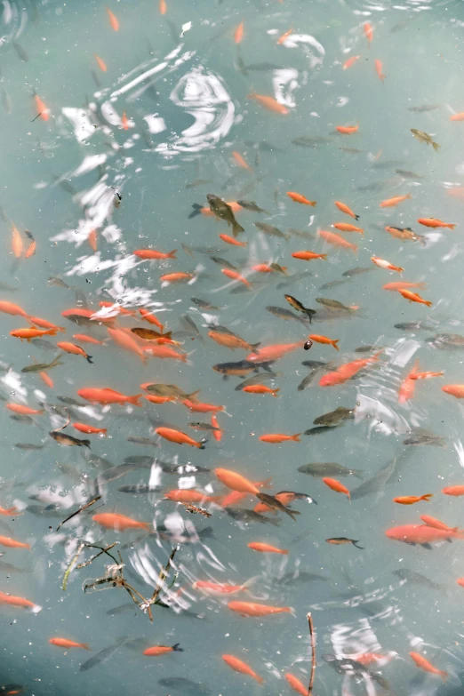 a group of fish swimming in a body of water, in hong kong, some red water, al fresco, color photograph