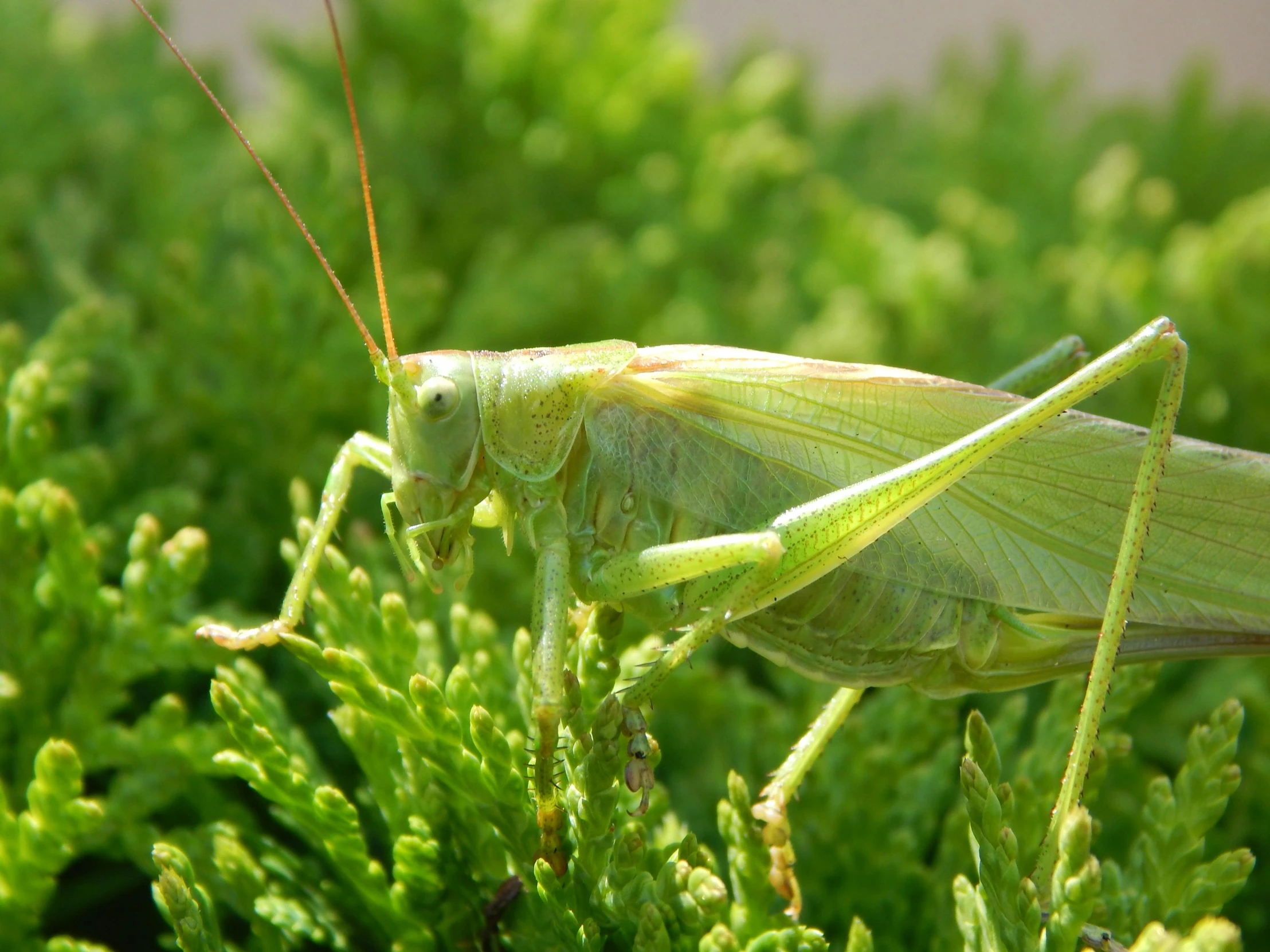 a close up of a grasshopper on a plant, by Alison Watt, hurufiyya, various posed, an afghan male type, high-angle, moss